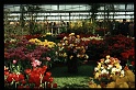 14.Keukenhof apr 1973